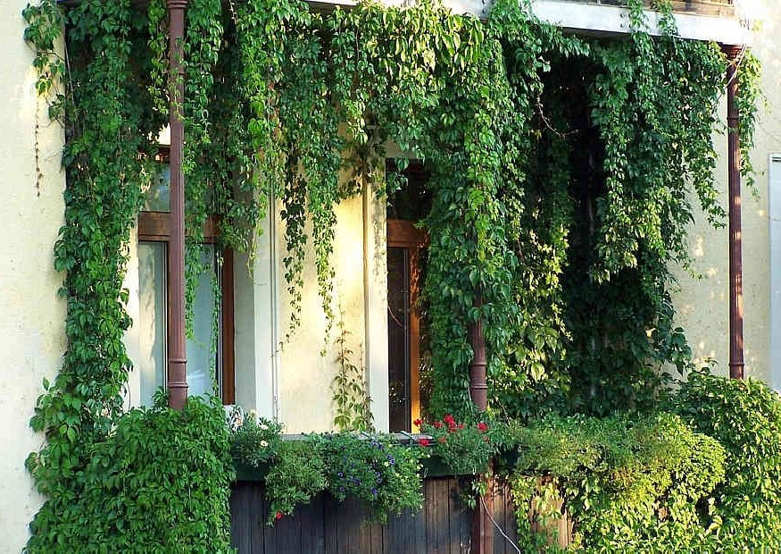 Вертикальное озеленение балкона